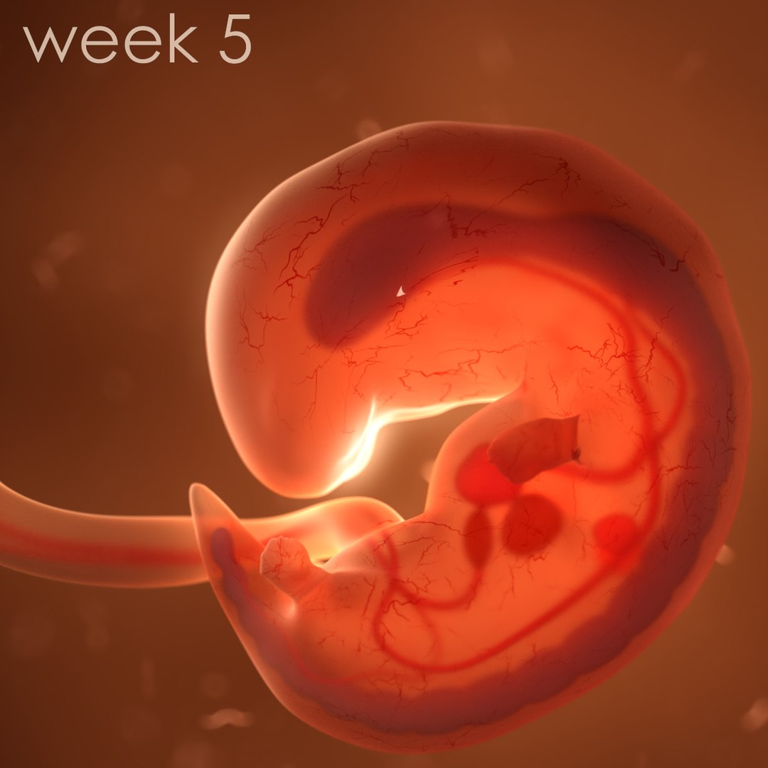 human fetus internal organs 3D model https://p.turbosquid.com/ts-thumb/Rf/jY4EUs/aR52JkVI/color2/jpg/1510610863/1920x1080/fit_q87/2dc9dba42a2728e37814357a5a59b897d2930167/color2.jpg