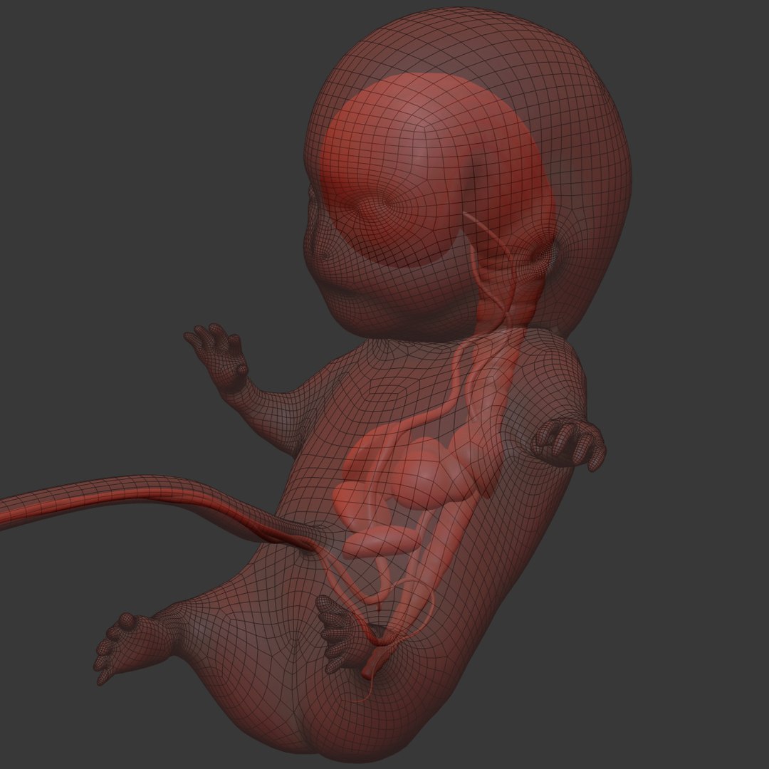 human fetus internal organs 3D model https://p.turbosquid.com/ts-thumb/Rf/jY4EUs/bWGIrGPS/wire7/jpg/1510611431/1920x1080/fit_q87/a080dc1511a066252f62713354d18eb899774557/wire7.jpg