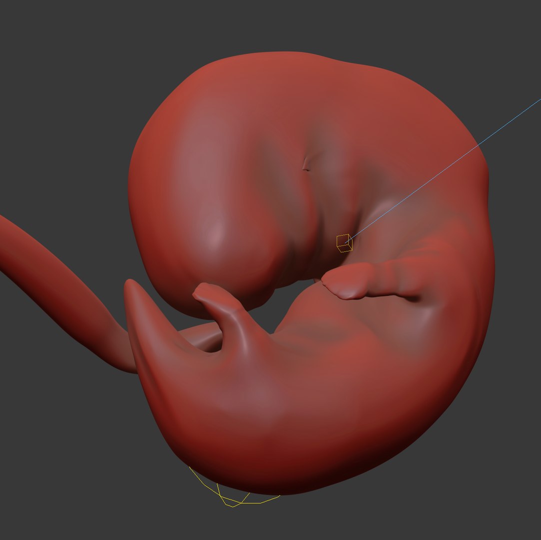 human fetus internal organs 3D model https://p.turbosquid.com/ts-thumb/Rf/jY4EUs/byjKepni/s1/png/1510611430/1920x1080/fit_q87/a4df8da9f7330e52421126b318e229b9267763a8/s1.jpg