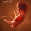 Human embryo fetus with internal organs - Animation of development