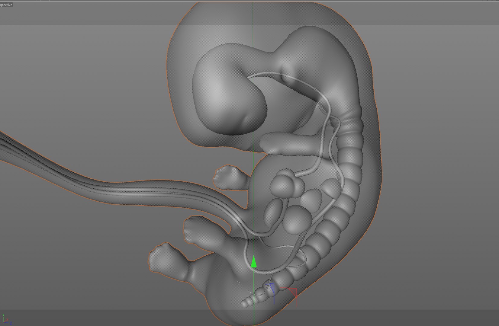 human fetus internal organs 3D model https://p.turbosquid.com/ts-thumb/Rf/jY4EUs/mHjVo7CV/w4/png/1510611430/1920x1080/fit_q87/c74a15146a7f289fd2b0ba2cda48bc93da25f014/w4.jpg
