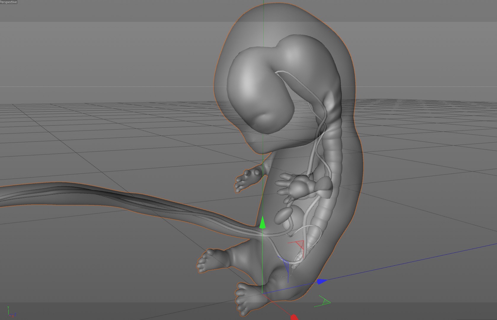 human fetus internal organs 3D model https://p.turbosquid.com/ts-thumb/Rf/jY4EUs/oIUdbJe9/w5/png/1510611430/1920x1080/fit_q87/36577a93e472c9fb478be25fdc04410a72b2e8d1/w5.jpg