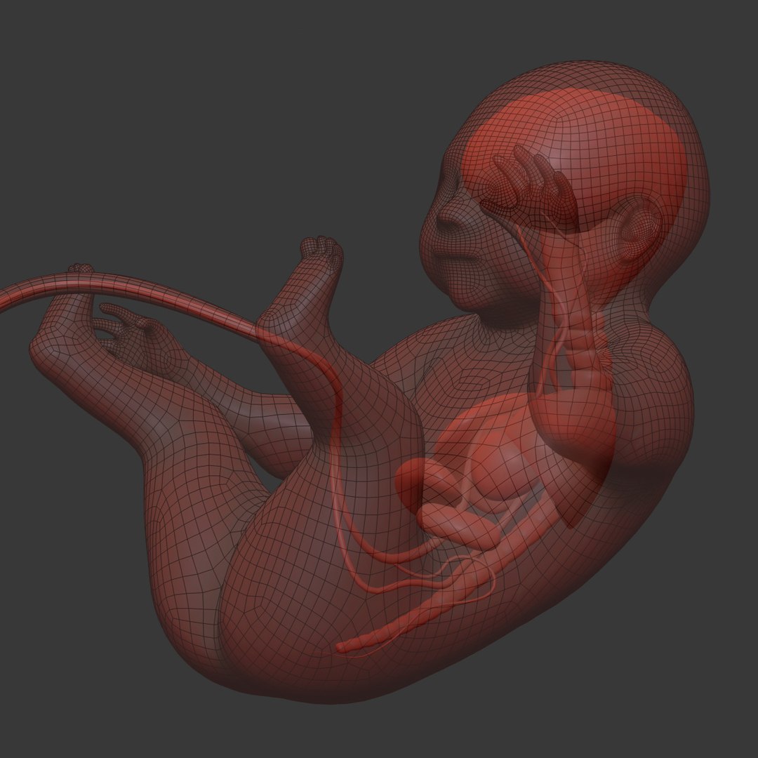 human fetus internal organs 3D model https://p.turbosquid.com/ts-thumb/Rf/jY4EUs/prQmnUnm/wire9/jpg/1510611431/1920x1080/fit_q87/2c3cdc0055399cc2b517ccb56718b82f1f7d2bd2/wire9.jpg