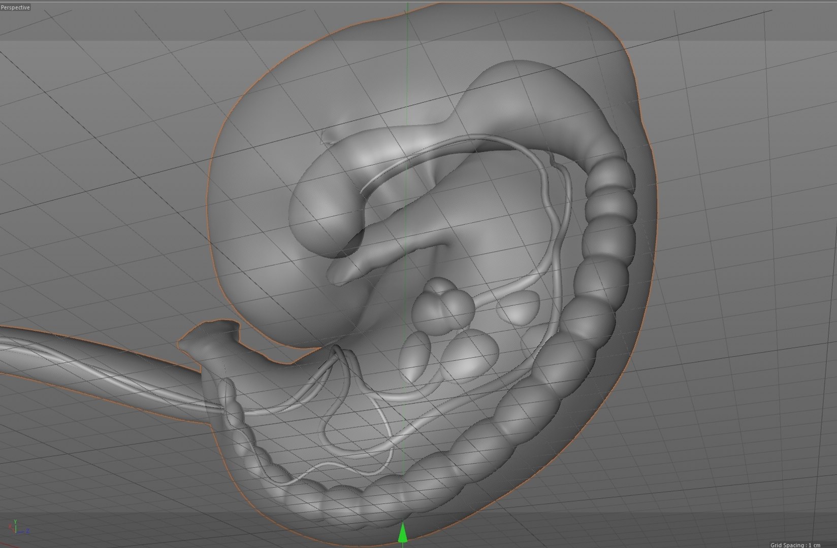 human fetus internal organs 3D model https://p.turbosquid.com/ts-thumb/Rf/jY4EUs/u8TrQERC/w3/jpg/1510611430/1920x1080/fit_q87/abfce80b758f526b656837758aa09da8d22682af/w3.jpg