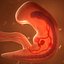 Human embryo fetus with internal organs - Animation of development