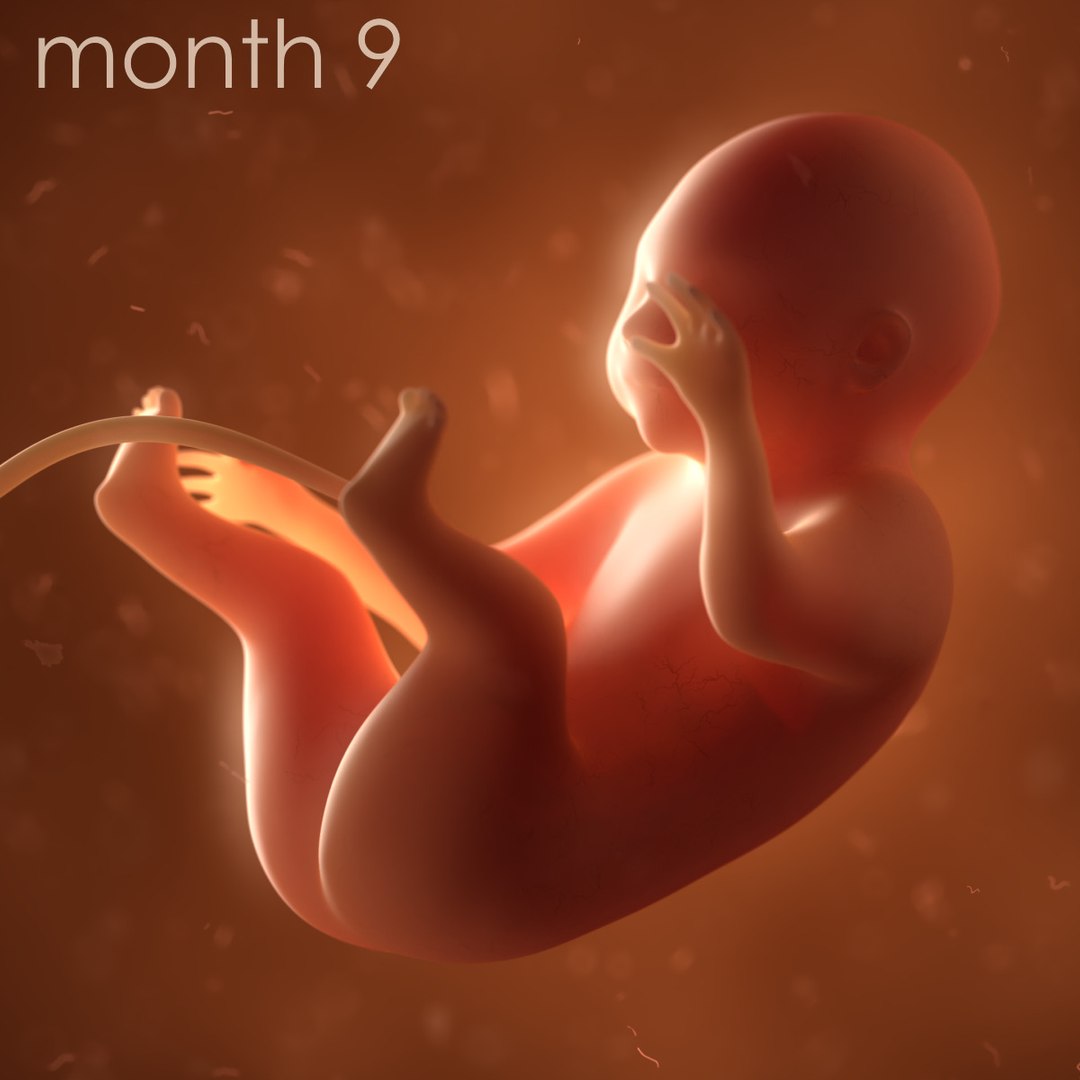 human fetus internal organs 3D model https://p.turbosquid.com/ts-thumb/Rf/jY4EUs/xR1qnNK9/color9/jpg/1510610863/1920x1080/fit_q87/20d3f3883f8b3b06c11f1c91eb9df4f20de03a3a/color9.jpg