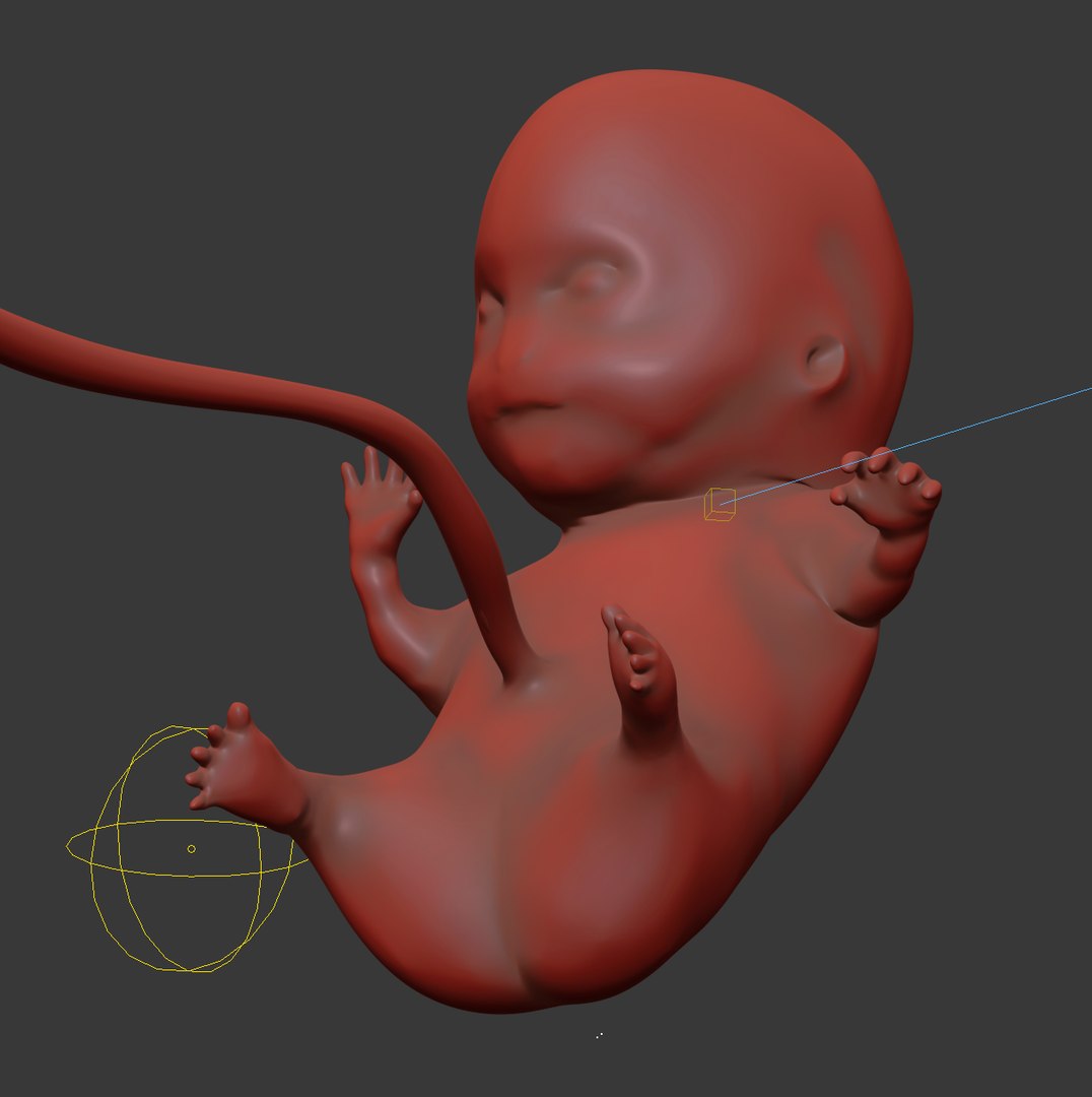 human fetus internal organs 3D model https://p.turbosquid.com/ts-thumb/Rf/jY4EUs/xcevi9aN/s3/png/1510611430/1920x1080/fit_q87/8a93fd30a13e0ce2e06e4b46cd5adb563c1c9131/s3.jpg