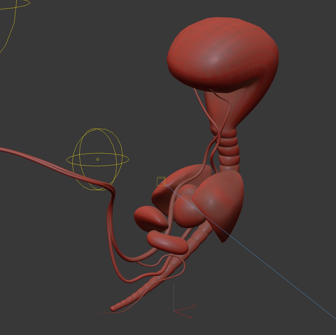 human fetus internal organs 3D model https://p.turbosquid.com/ts-thumb/Rf/jY4EUs/z92MQjew/s6/png/1510611430/1920x1080/fit_q87/cb4b586f864087fa669279b23f3912de17afb4e0/s6.jpg