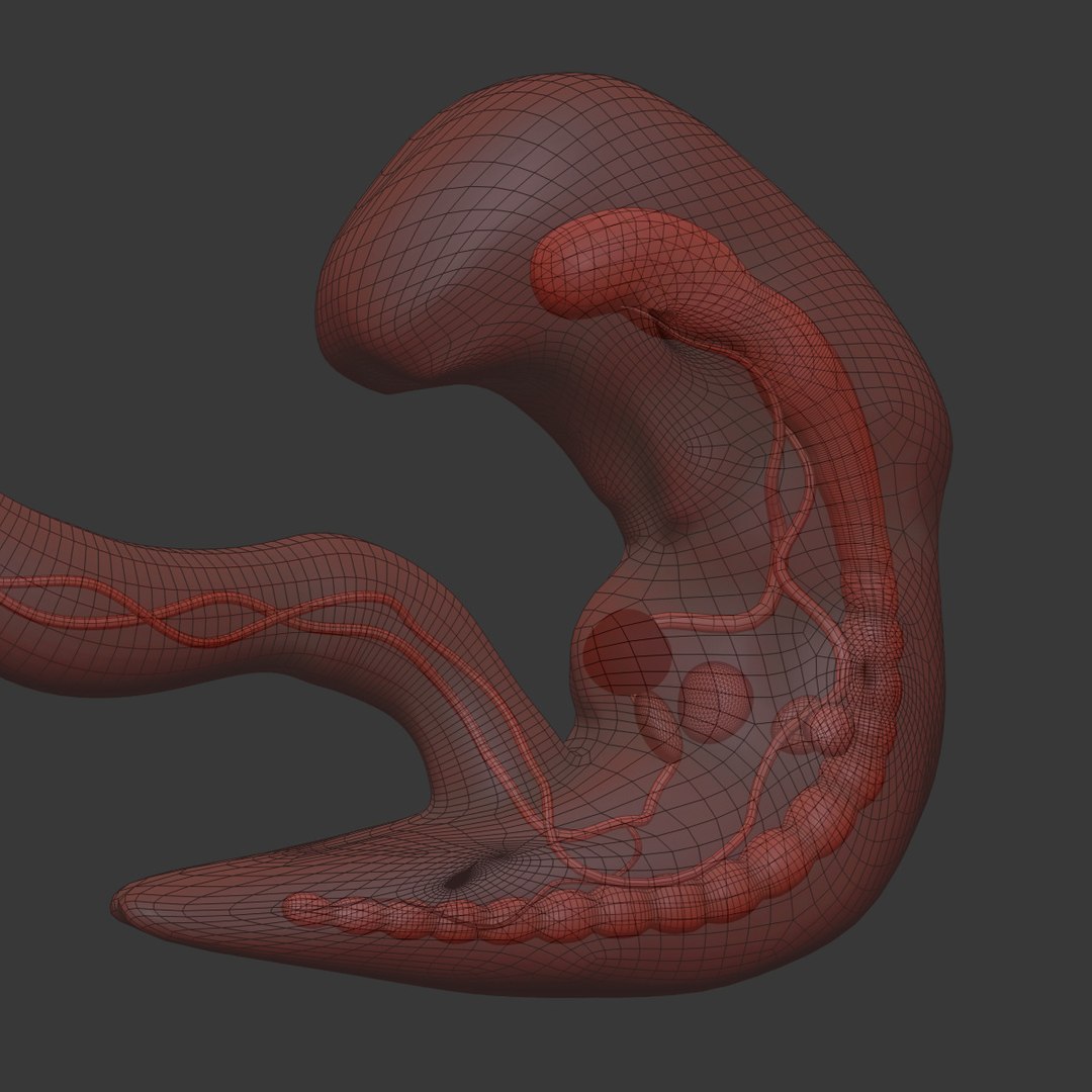 human fetus internal organs 3D model https://p.turbosquid.com/ts-thumb/Rf/jY4EUs/zYToBuDP/wire1/jpg/1510611431/1920x1080/fit_q87/4304320cf573ae733bd8d74b1fc9554f150f5e05/wire1.jpg