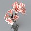 Amaryllis Hippeastrum