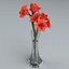 Amaryllis Hippeastrum