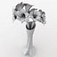 Amaryllis Hippeastrum