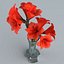 Amaryllis Hippeastrum