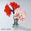Amaryllis Hippeastrum