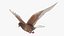 Colombe Lowpoly Ferals en position de vol marron