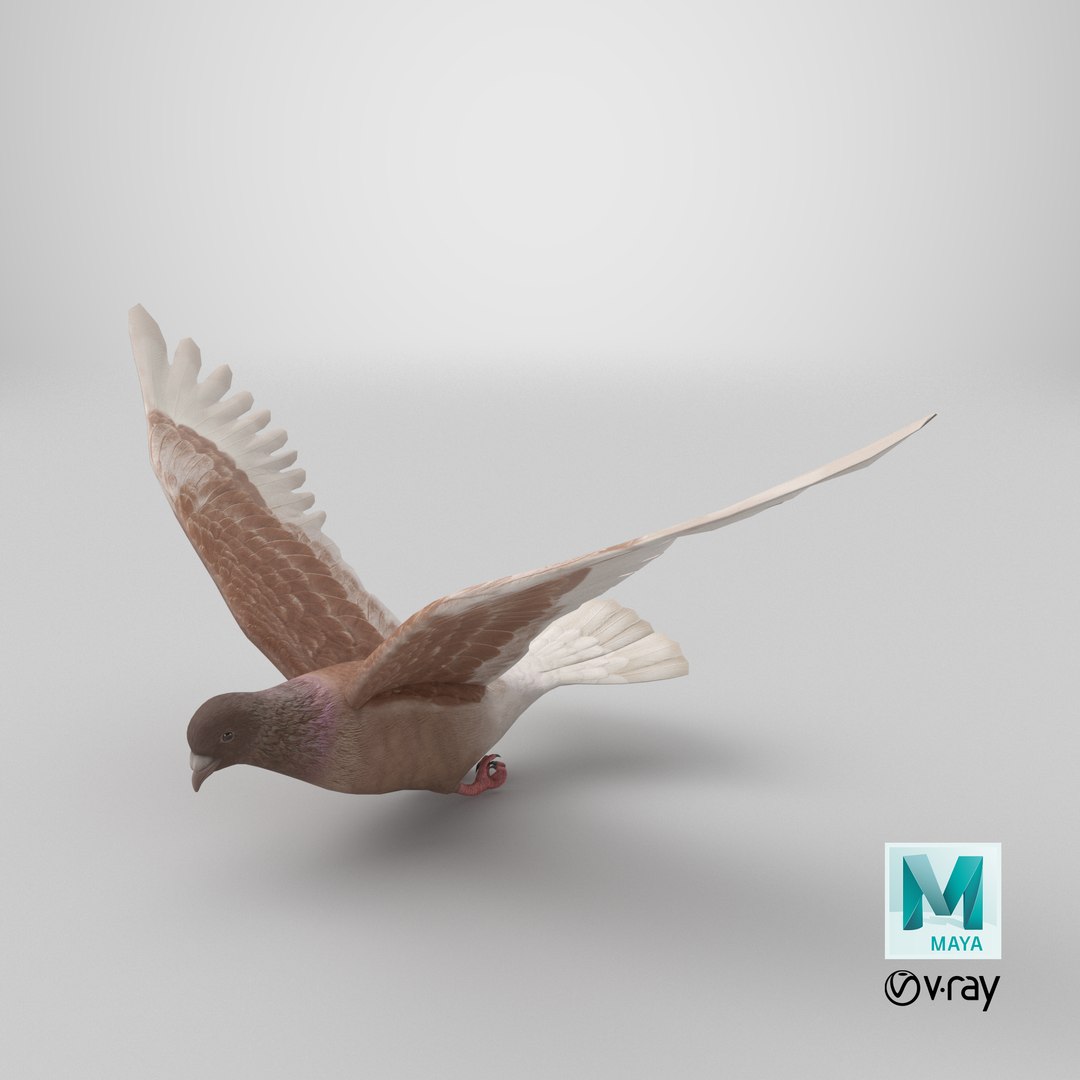 Lowpoly Ferals Dove Flying Position Brown 3D https://p.turbosquid.com/ts-thumb/Rf/qjpH25/Jy/stemcell_maya_vray_render/png/1778530945/1920x1080/fit_q87/0383b092d19eb8933d0229a1002826d9ca32d096/stemcell_maya_vray_render.jpg
