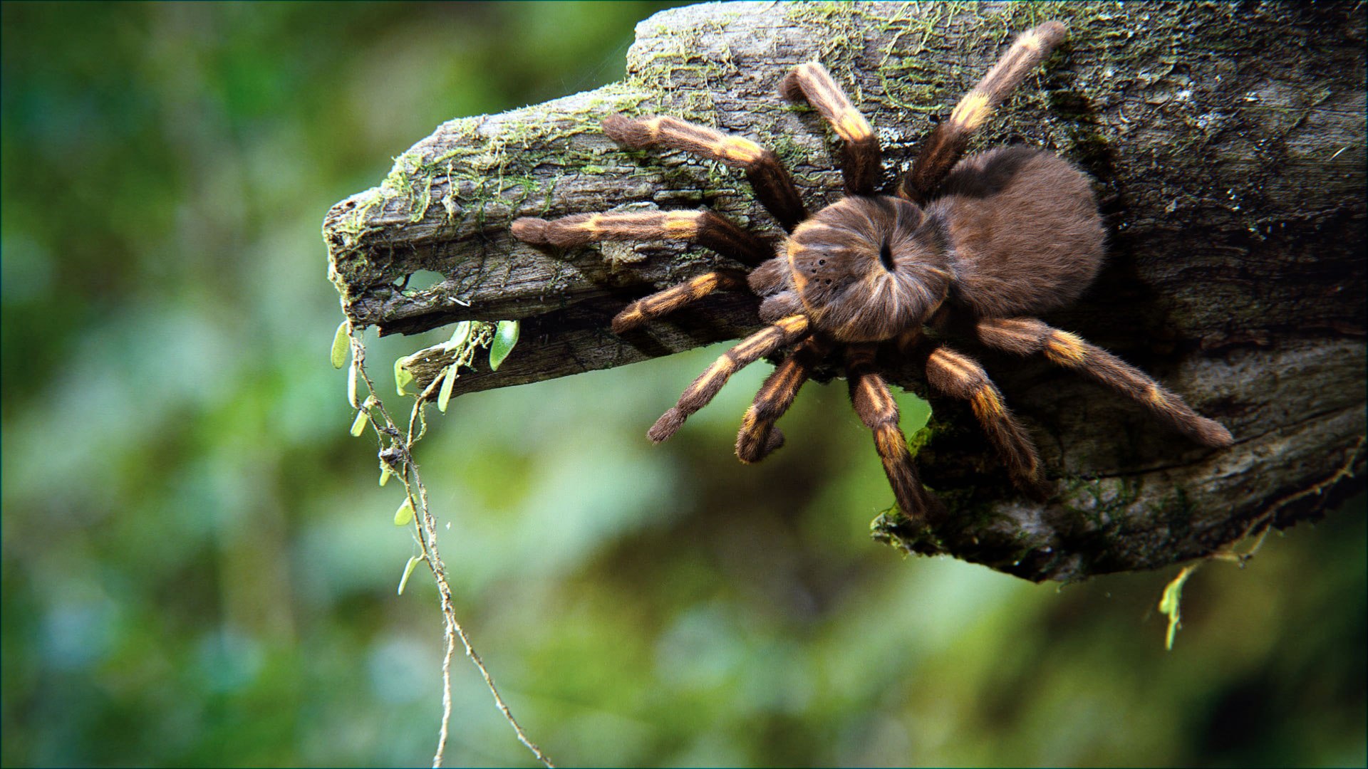 Yellow Tarantula 3D Model - TurboSquid 1908644