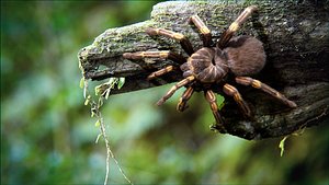 Yellow Tarantula