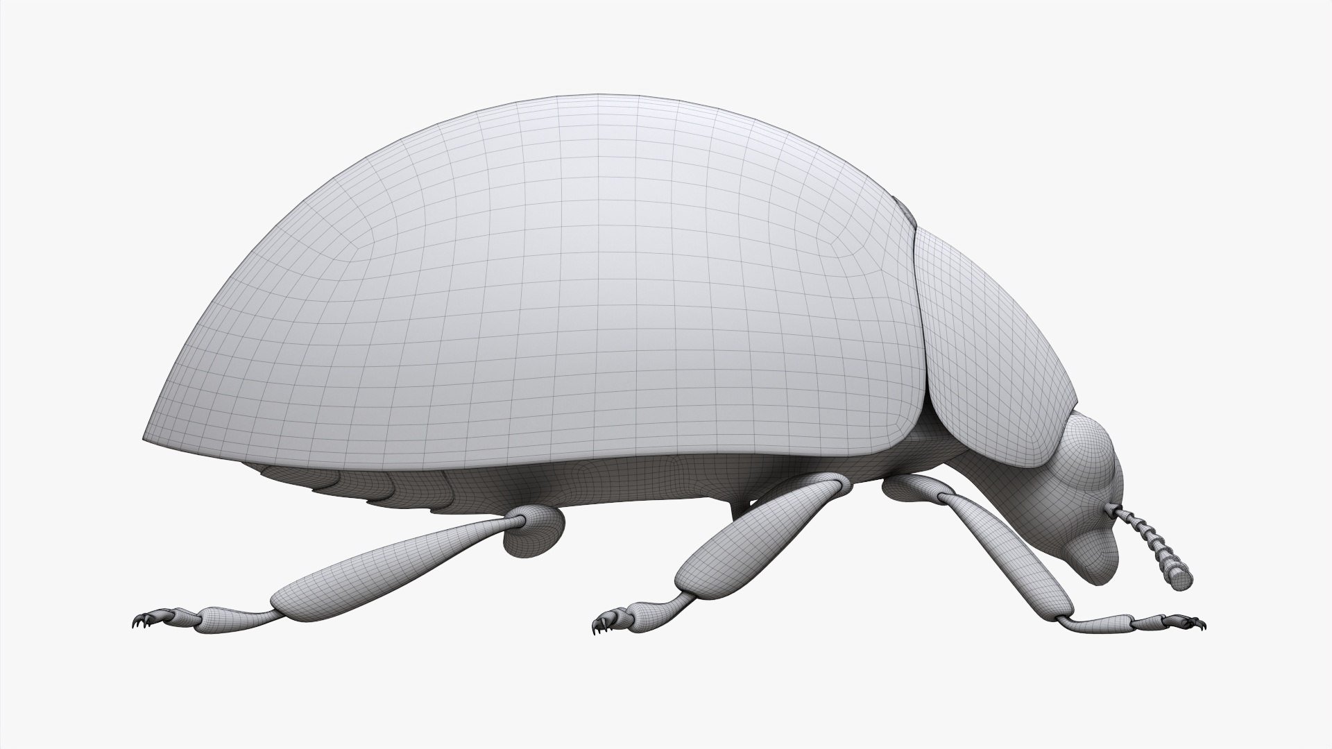 Ladybug 3D - TurboSquid 1841827
