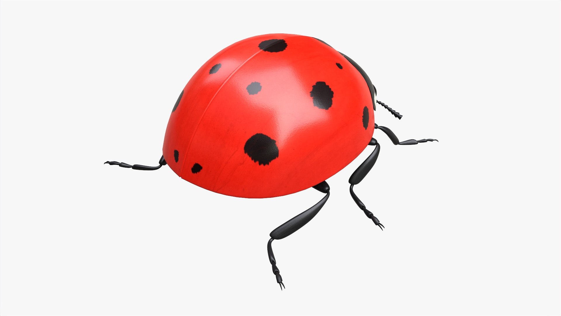 Ladybug 3D - TurboSquid 1841827