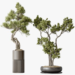 AV Indoor plants set 135 Bonsai Pinus Pentaphylla Thunbergii