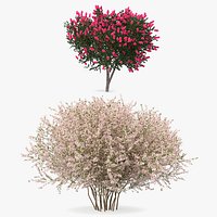 Flowering Bushes 3D Models Collection