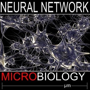 Neural Network