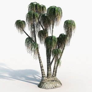Plant Ponytail