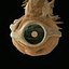 Concha marciana Viatoris