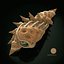Concha marciana Viatoris