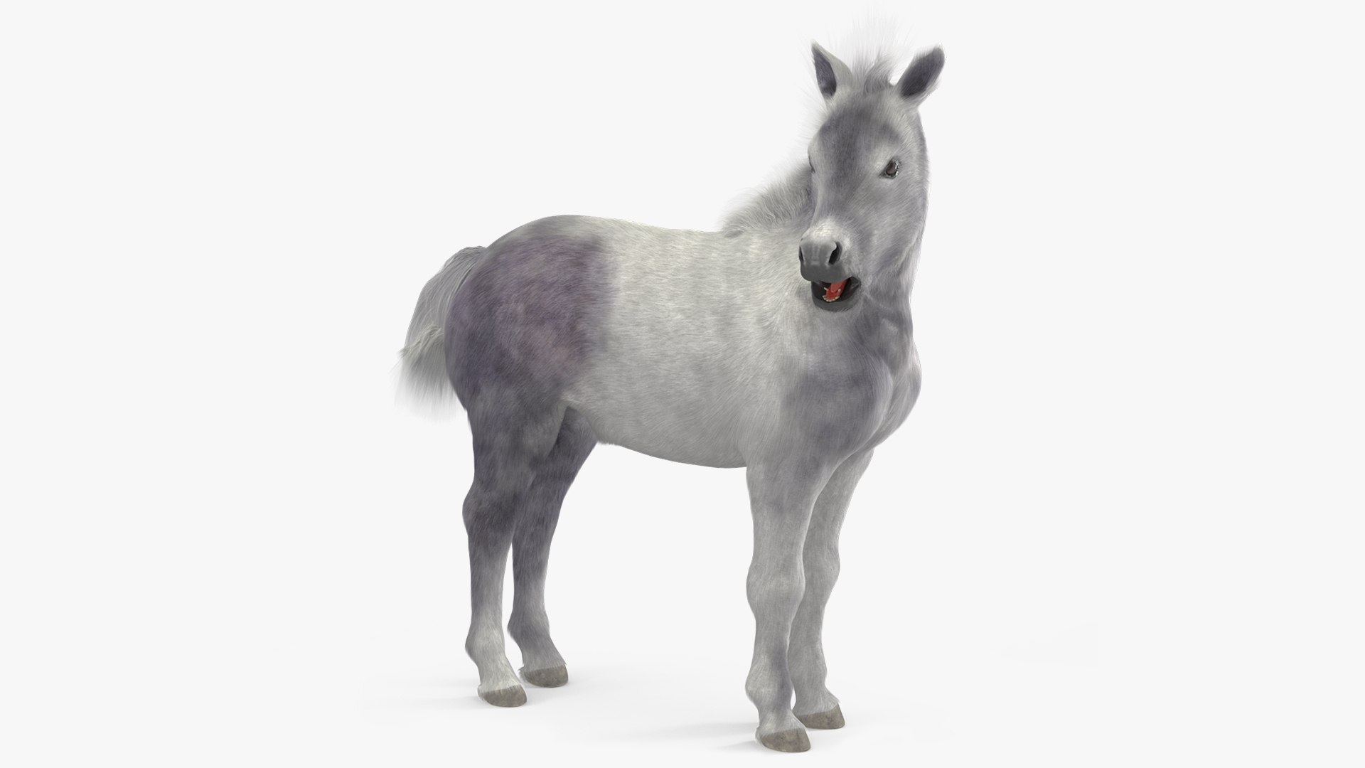 Shetland Pony White Fur Rigged 3D model preview