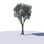 3D model Cartoon tree S2Bv3