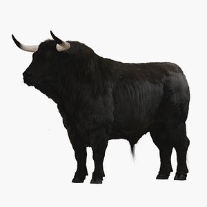 Bull
