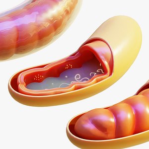 3D Mitochondria model