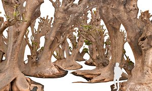 3d scan forest