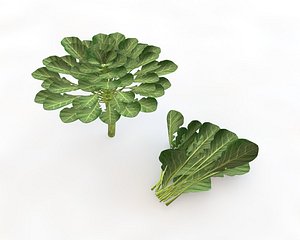 collard 3D