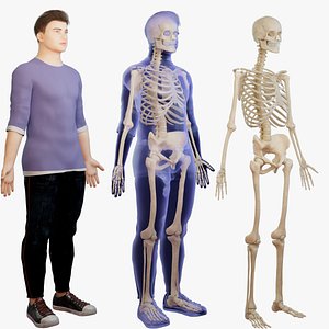 3D Skeletal system human anatomy male anatomy
