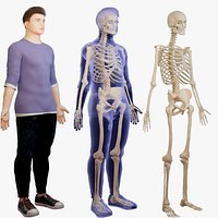 Skeletal system human anatomy male anatomy