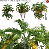Chrysalidocarpus lutescens - palm 02
