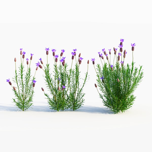 modelo 3d Lavandula stoechas b - TurboSquid 2226124