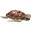 3D Sea turtle