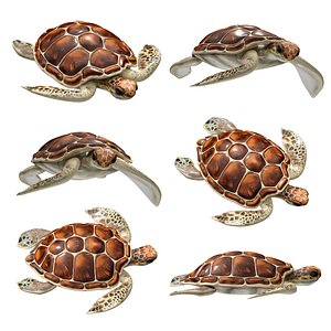 Sea turtle