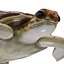 3D Sea turtle