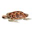 3D Sea turtle