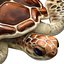 3D Sea turtle