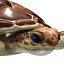 3D Sea turtle