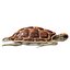 3D Sea turtle