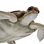 3D Sea turtle