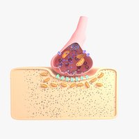 Synapse Cross Section
