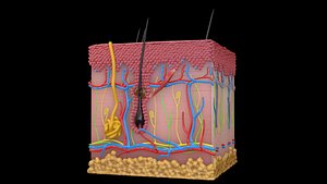 Skin structure